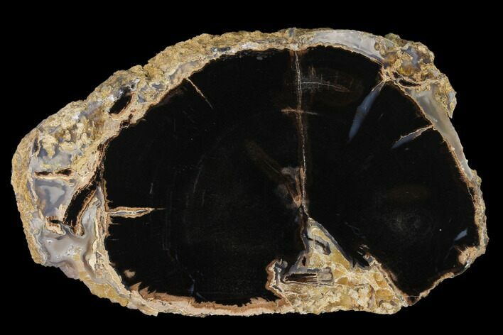 Petrified Wood (Schinoxylon) Slab - Blue Forest, Wyoming #141332